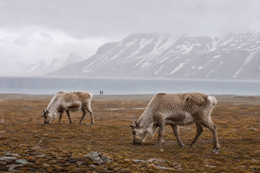 Short-legged Svalbard reindeer grazing on summer tundra near Longyearbyen